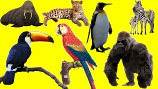 Learn Wild animal names and sounds in English for children - Animal names and sounds - Animals