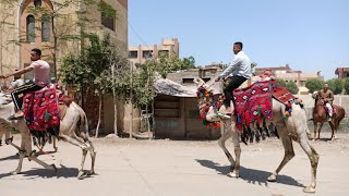 زفة عزالي عبال عندكم جميعا