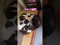 ネコと子ネコとおじさん　ストーブ前でニャンコ団子　#shorts #cat #猫のいる暮らし #保護猫 #クロネコニャー #ねこ