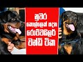 නුවර කොල්ලෙක් හදන රොට්වයිලර් චන්ඩි ටික | Pet Talk