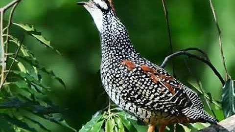 Yij quaj cuab tuaj zoo 2019-20