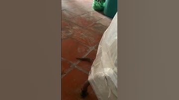 Rắn mối cụt đuôi ai nuôi mầy lớn