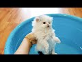 Kitten enjoys first bath!