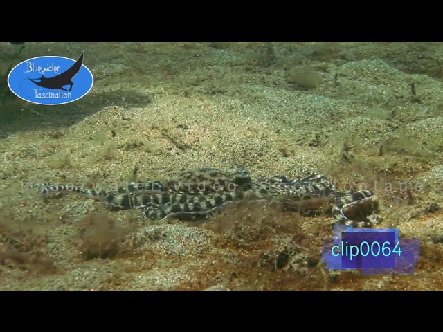 0064_Mimic octopus disappear in burrow. HD Underwater Royalty Free Stock Footage.