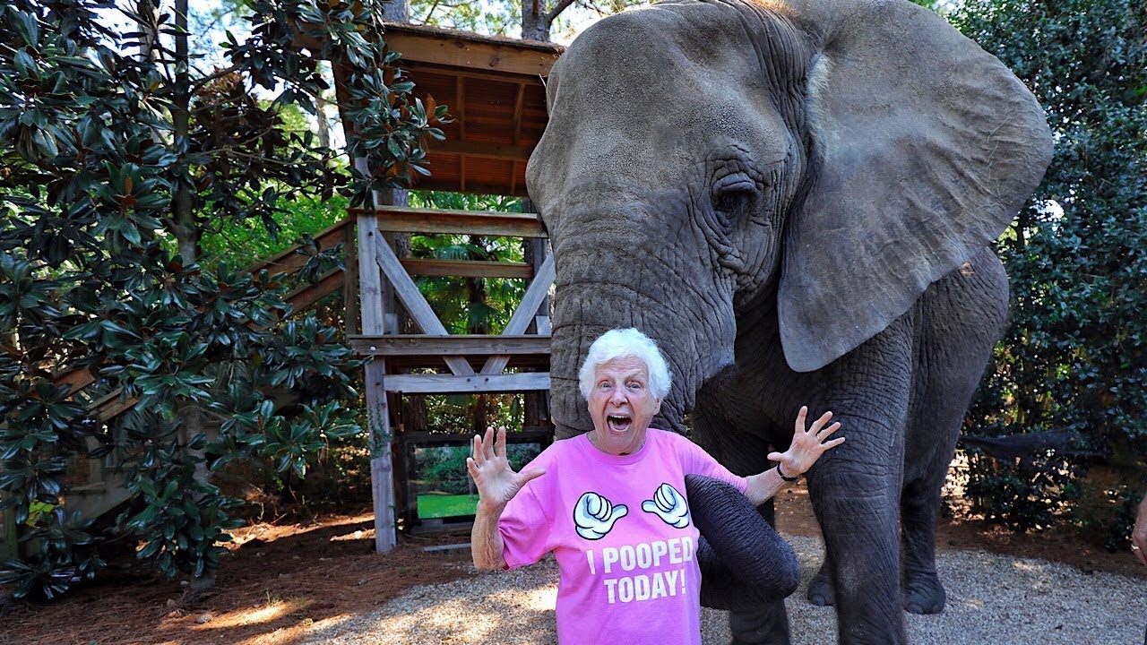 You Won't Believe What Happened When Grandma Went On Safari Ross