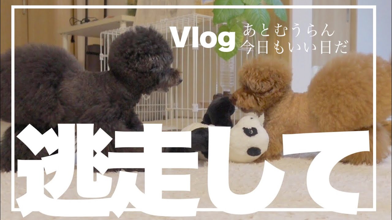 多頭飼い トイプードル 追いかけっこする愛犬デカプーの姿が逃走中のようで可愛い アフロカット おパンツカット Youtube