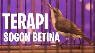 SOGON BETINA PIKAT❗SOGON BETINA MEMANGGIL JANTAN ❗TERAPI AMPUH MACET BUNYI