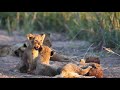 CUTEST THING EVER - Wild Lion cubs in riverbed with Mother