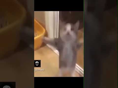 رياكشن قطه ترقص