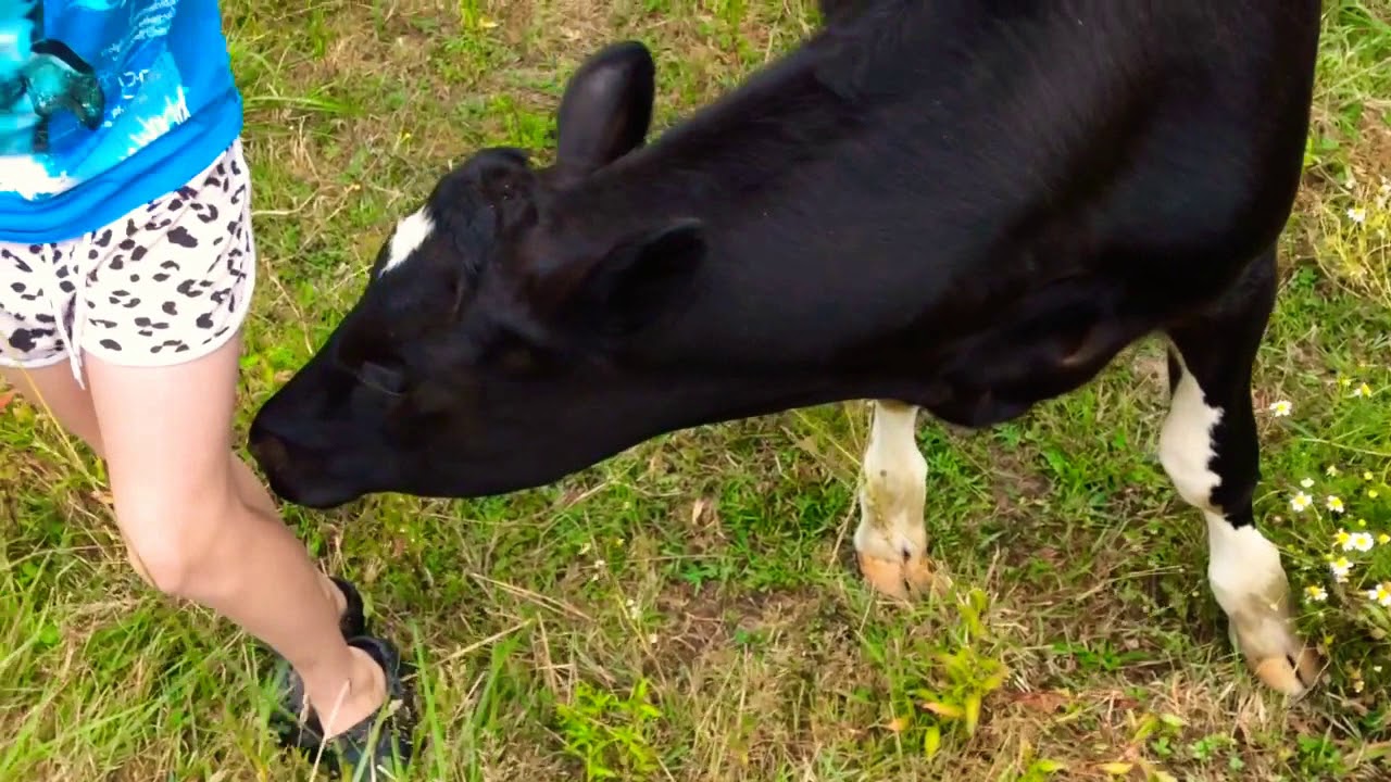 Showing the calves. - YouTube
