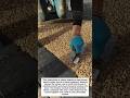 Resin Gravel Edge Finishing #construction #resinbound #shorts