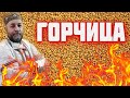 ГОРЧИЦА вкусная и ядреная    Русская горчица 3 рецепта горчицы