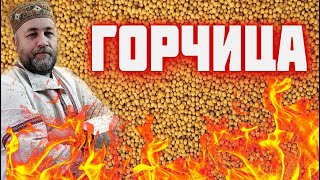 ГОРЧИЦА вкусная и ядреная    Русская горчица 3 рецепта горчицы