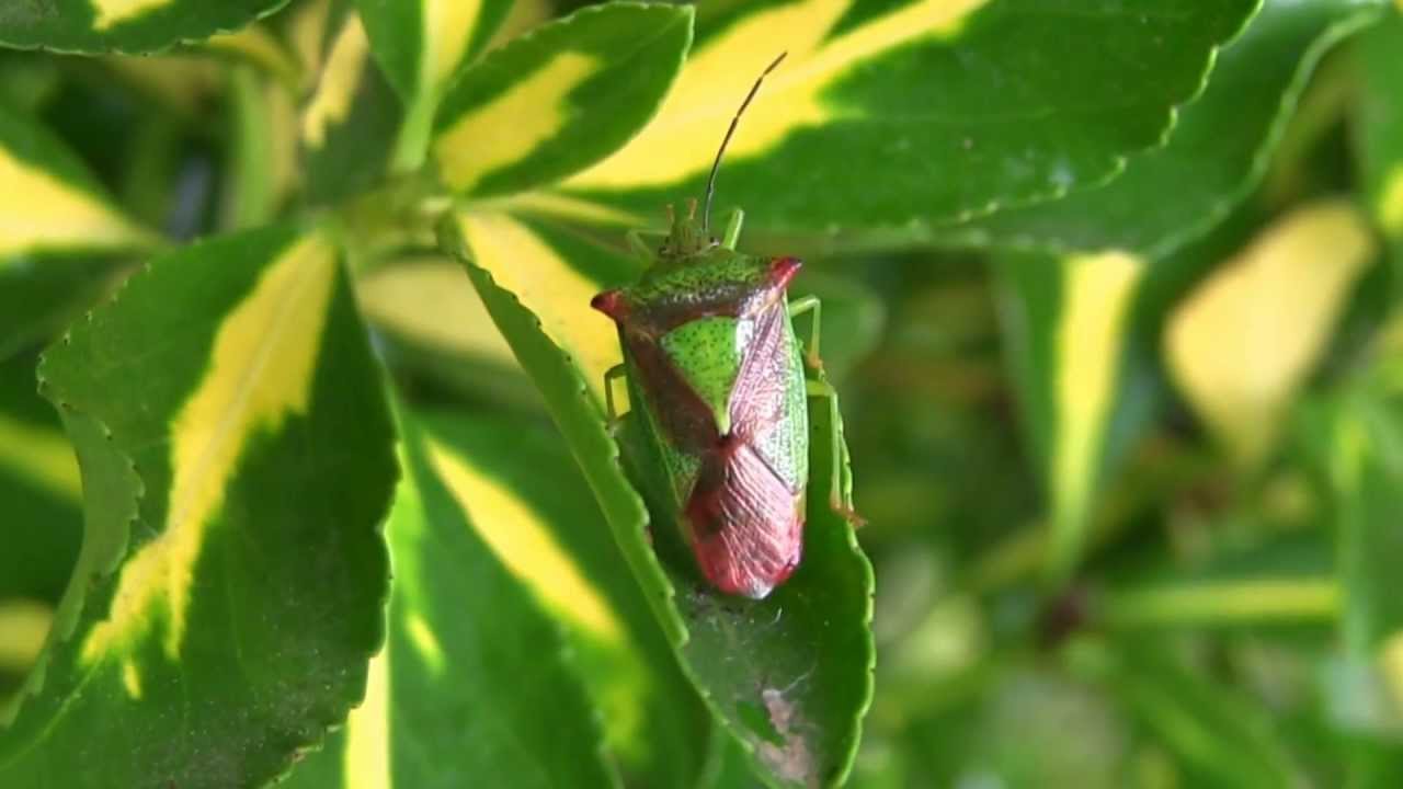 PUNAISE Ensanglantée/Acanthosoma haemorrhoidale ! BRUITX