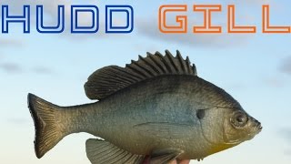 Detailed review of the Huddleston Bluegill