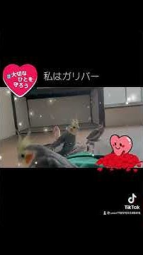 ガリバー Youtube