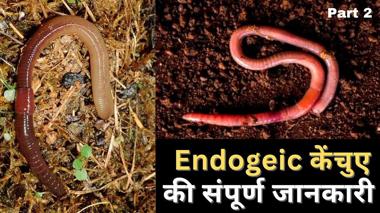 Types of Earthworms: Endogeic earthworm