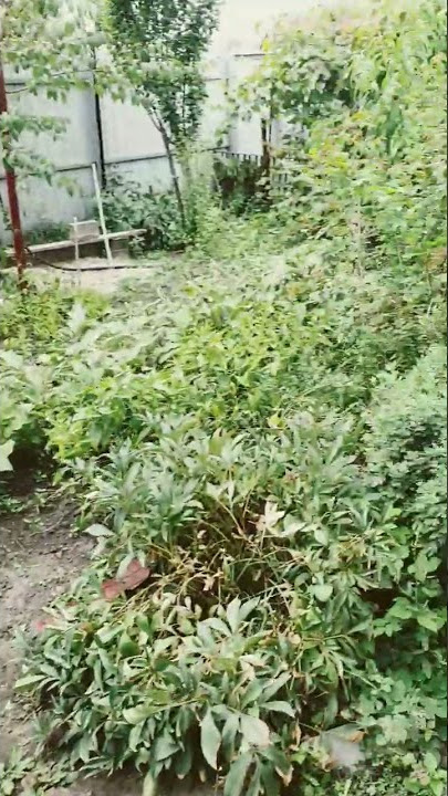 vegetable garden in Russia