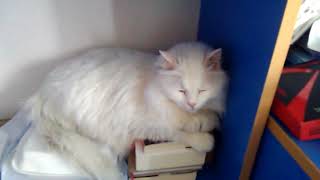 Van Kedisi Kısa Tüğ Erkek Uzun Tüğ Dişi (The Turkish Van Cat Short Wool Male Long Feather Female)