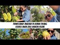 PANEN BUAH-BUAHAN DI KEBUN ORANG SAMPE PUAS | REAKSI ANAK BULE MAKAN RUJAK