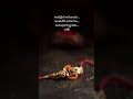 Endless Love, Eternal Rakhi🏵️#rakshabandhan#rakhi#sister#brother#father#care#love#gift#sweet#blessed