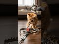 Will Kitten Press the Trap? Watch Carefully ! Tiny paws test the trap #cats #kitten #pets