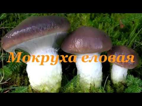 Малоизвестные съедобные грибы: МОКРУХА ЕЛОВАЯ. 0+