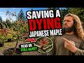 Saving a Dying Tree