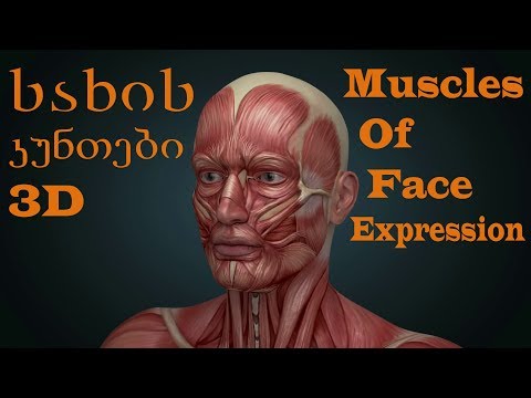 სახის კუნთები 3D-Muscles Of Facial Expression