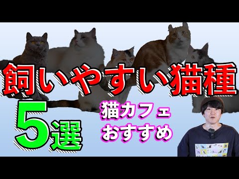 【猫カフェおすすめ!】飼いやすい猫種5選!!