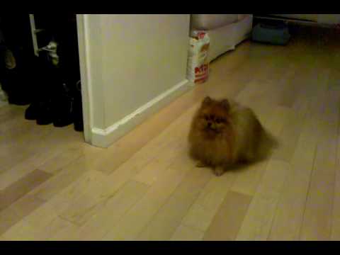 how to your pomeranian to do tricks tricks are for pomeranians how to your pomeranian to do tricks tricks are for pomeranians