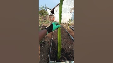 Penanaman Pohon Buah Naga #kebun #foryoupage #kebundepanrumah