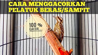 cara menggacorkan burung pelatuk beras/sampit