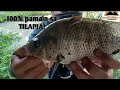 ADVENTUROUS TV: pamain ng tilapia 100% talaga ito nasubukan ko!