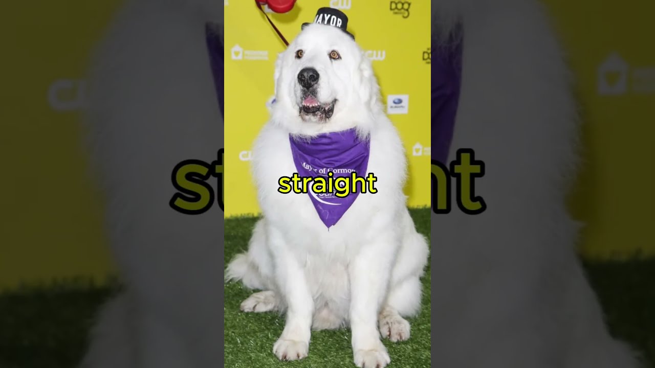 The Dog Who Became Mayor Four Times