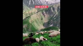 AŞAĞIDAN GELİR YAYLI MAKİNE // MURAT AKKAYA TOKAT TÜRKÜLERİ
