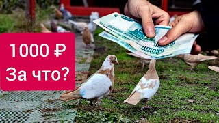 картинка: 1000 за голубя но не летал