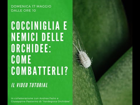 Video: Come sbarazzarsi degli afidi sulle orchidee a casa?