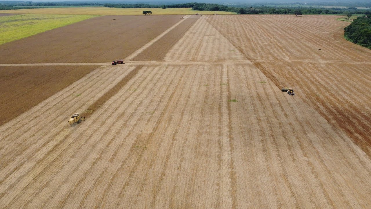 Colheita de soja sul do Pará  média 75 sacas dor HECTARES e plantio de milho 🌽