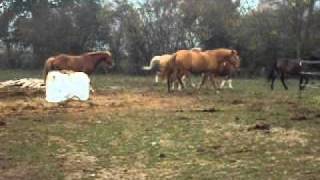 Cheval qui fout la merde !:)