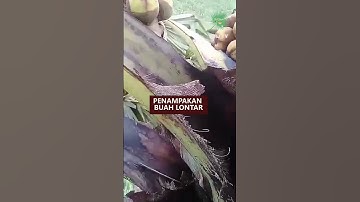Asli penampakan Buah Lontar di tahun 2023 #shorts