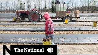 Migrant workers say they’re being confined to farms