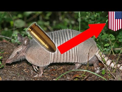 Gun fail: 9mm bullet ricochets off armadillo and hits shooter's mother-in-law