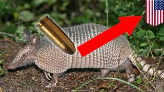 A Georgia man and an armadillo failed in a bid to kill the man