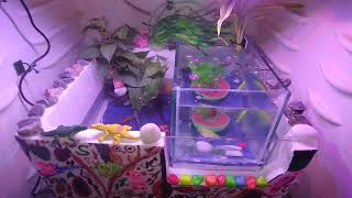 Mini aquarium fish tank setup now. #bluebettafish and #guppy fish #fish #viral #viralreels #love
