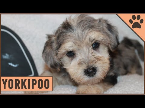 Yorkiepoo Información De Raza De Perro | Perros Mundo hqdefault