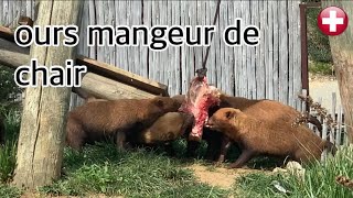 famille de chevres et d ours carnivores by Animal group Eu 1,329 views 1 year ago 10 minutes, 14 seconds