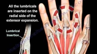 Lumbrical Muscles Of The Hand Anatomy - Everything You Need To Know - Dr. Nabil Ebraheim