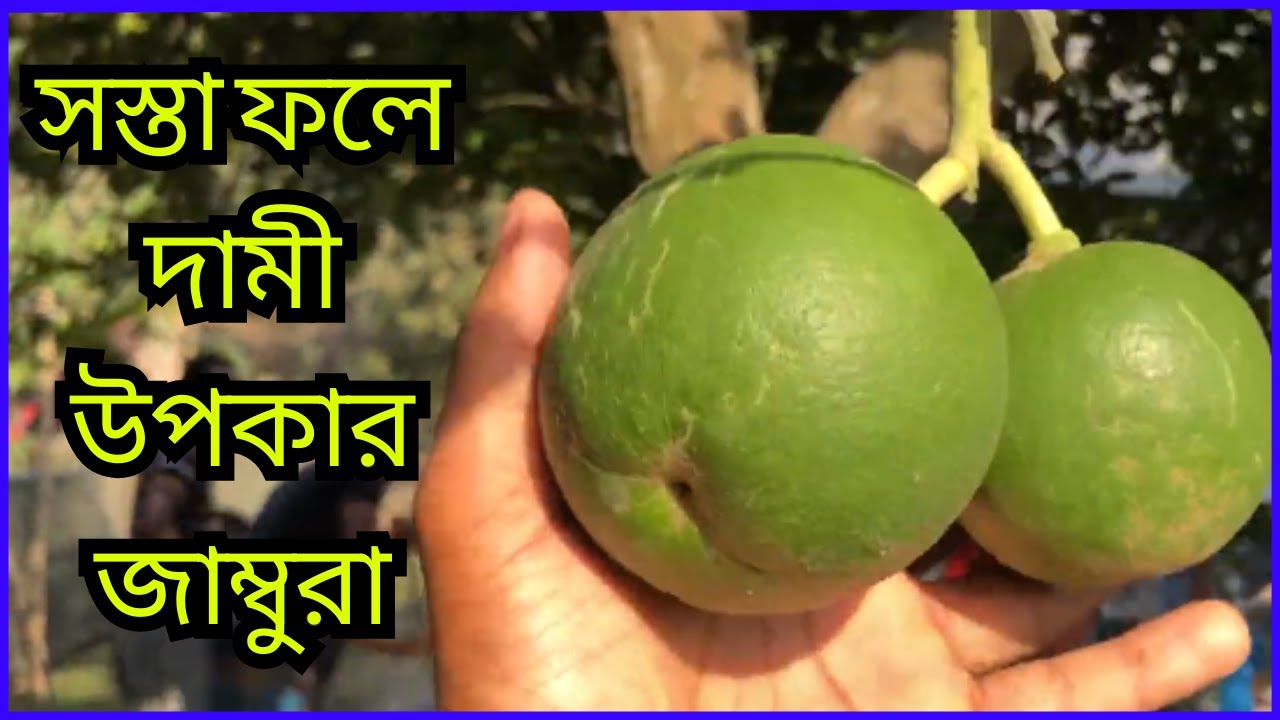 বারোমাসি বাতাবিলেবু -জাম্বুরা | সস্তা ফলে দামী উপকার-জাম্বুরা ...