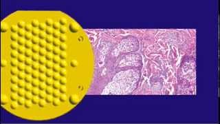 Microscopy Multiplied. Workflow Simplified.